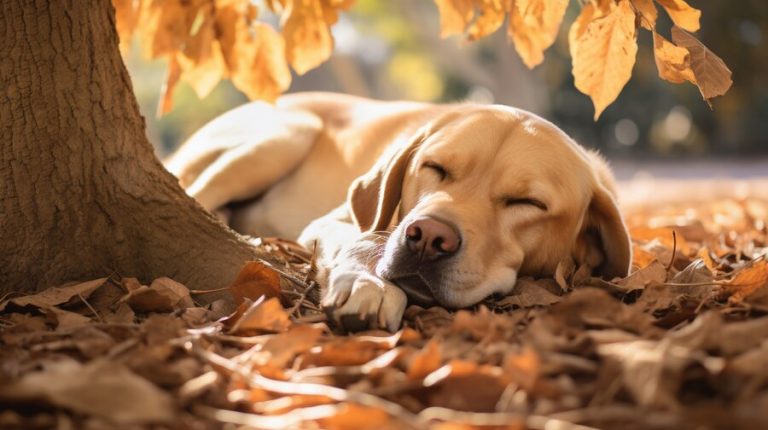 Los colores del otoño y cómo influyen en tus mascotas