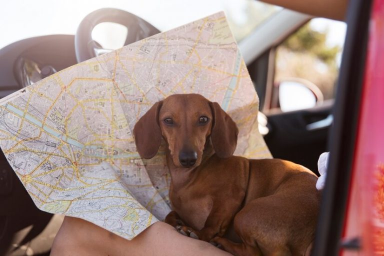 ¿Cómo viajar con perros de forma segura y cómoda?