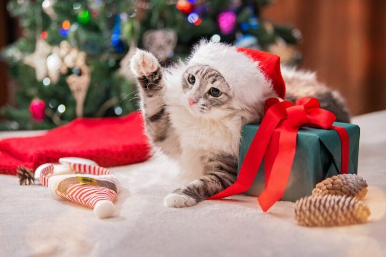 Guía de cuidados navideños para mascotas