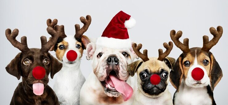 Celebrar una navidad inolvidable con tus mascotas