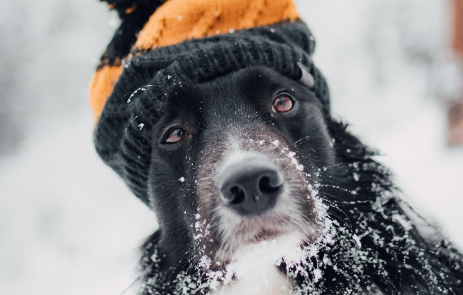 ¿Cómo proteger a tus mascotas del frío?