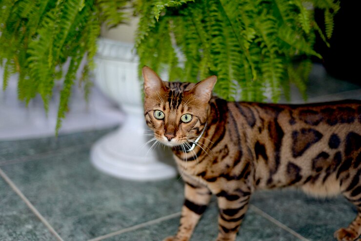 Cómo proteger a tu gato bengalí de las alergias en primavera